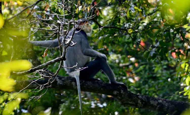 Nâng cao hiệu quả bảo tồn quần thể voọc chà vá chân xám