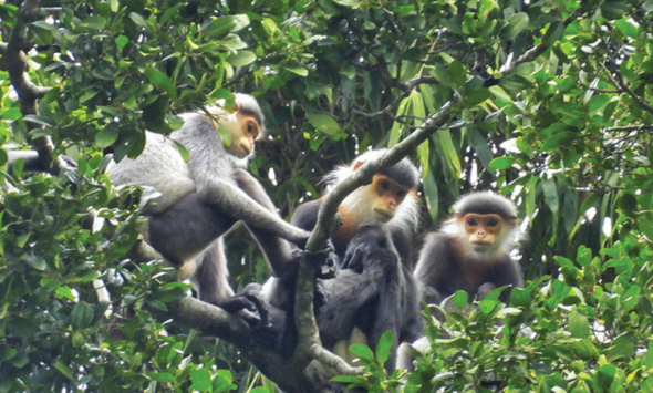 Nâng cao hiệu quả bảo tồn quần thể voọc chà vá chân xám