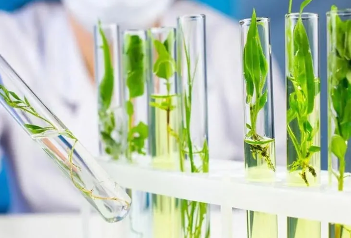 Tập trung phát triển, ứng dụng hiệu quả công nghệ sinh học