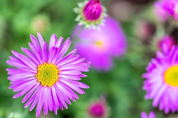 Tử vi ngày 2/5/2023: Tuổi Thìn đón nhận vận may, tuổi Dậu dễ nhận trái đắng