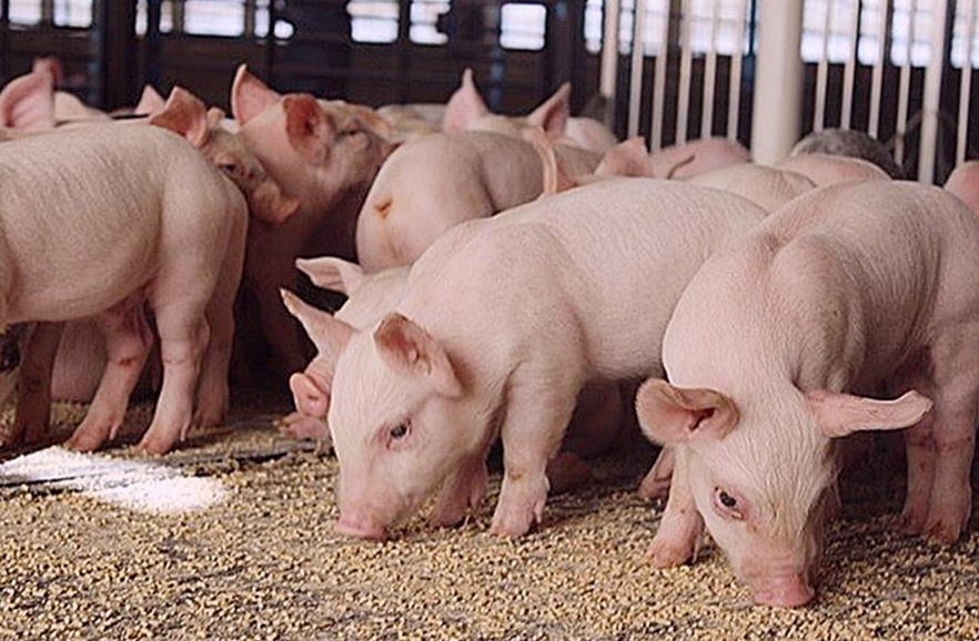 Giá heo hơi hôm nay 2/5: Thị trường lặng sóng Giá heo hơi hôm nay 2/5: Thị trường lặng sóng