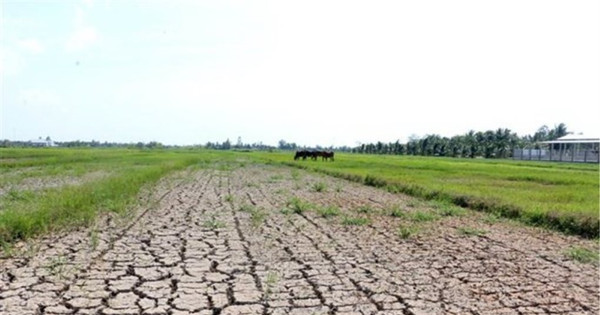 Hàng trăm ha lúa ở Sóc Trăng có nguy cơ thiệt hại hoàn toàn do hạn mặn Hàng trăm ha lúa ở Sóc Trăng có nguy cơ thiệt hại hoàn toàn do hạn mặn