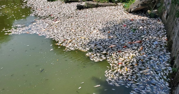 Sở TN&MT tỉnh Bình Định thông tin về nguyên nhân khiến hàng tấn cá chết ở hồ sinh thái Bàu Sen Sở TN&MT tỉnh Bình Định thông tin về nguyên nhân khiến hàng tấn cá chết ở hồ sinh thái Bàu Sen