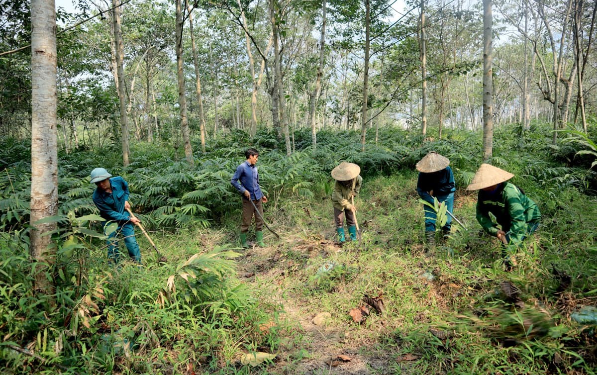 Tuyên Quang: Nâng cao công tác phòng chống cháy rừng trong cao điểm nắng nóng