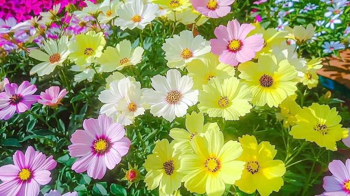 Tử vi vòng quay công nghệ ngày 7/5/2025: Tuổi Hợi mâu thuẫn cá nhân, tuổi Tỵ gặp vận may