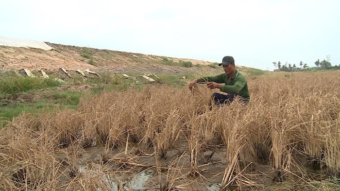 Rửa mặn cho diện tích lúa bị thiệt hại cạnh cao tốc Cần Thơ – Cà Mau Rửa mặn cho diện tích lúa bị thiệt hại cạnh cao tốc Cần Thơ – Cà Mau
