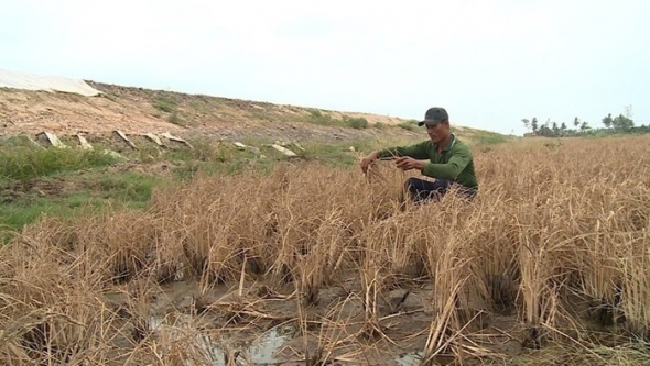 Rửa mặn cho diện tích lúa bị thiệt hại cạnh cao tốc Cần Thơ - Cà Mau