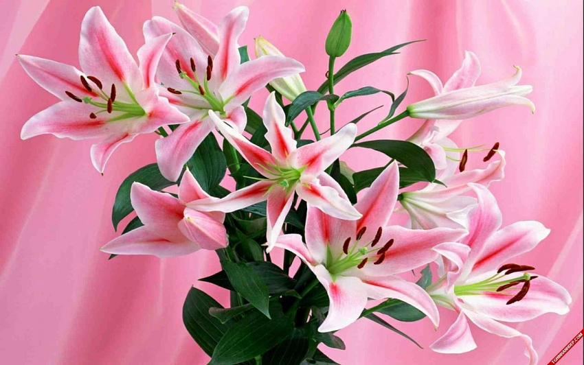 Tử vi vòng quay công nghệ ngày 21/5/2025: Tuổi Tý bùng nổ cơ hội, Tuổi Tuất tin vui tới tấp Tử vi vòng quay công nghệ ngày 21/5/2025: Tuổi Tý bùng nổ cơ hội, Tuổi Tuất tin vui tới tấp