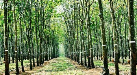 Điểm tin xây dựng - bất động sản ngày 22/5: TPHCM cấp hơn 70.000 sổ hồng sau 6 tháng tháo gỡ vướng mắc pháp lý Điểm tin xây dựng - bất động sản ngày 22/5: TPHCM cấp hơn 70.000 sổ hồng sau 6 tháng tháo gỡ vướng mắc pháp lý