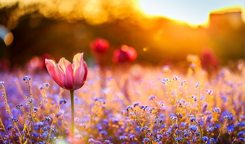 Tử vi vòng quay công nghệ ngày 23/5/2025: Tuổi Sửu dễ gặp rắc rối, Tuổi Ngọ vận khí giảm sút