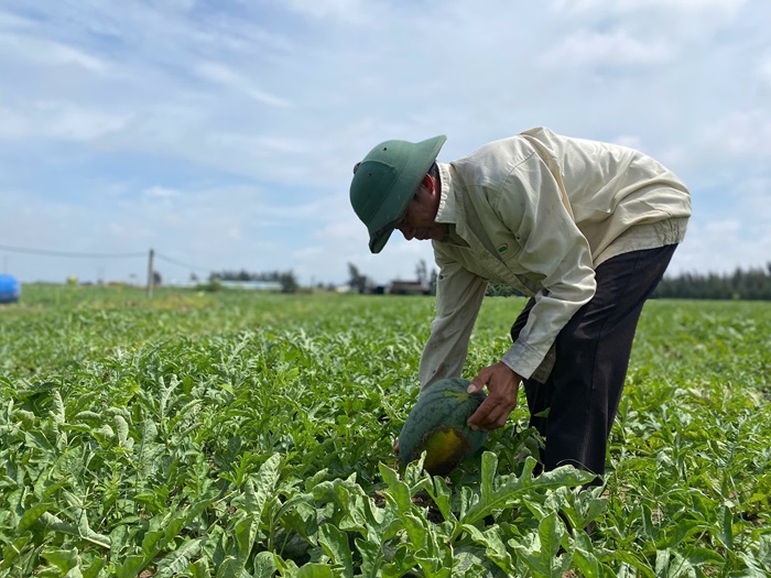 Dưa ở Ninh Bình được mùa, được giá Dưa ở Ninh Bình được mùa, được giá