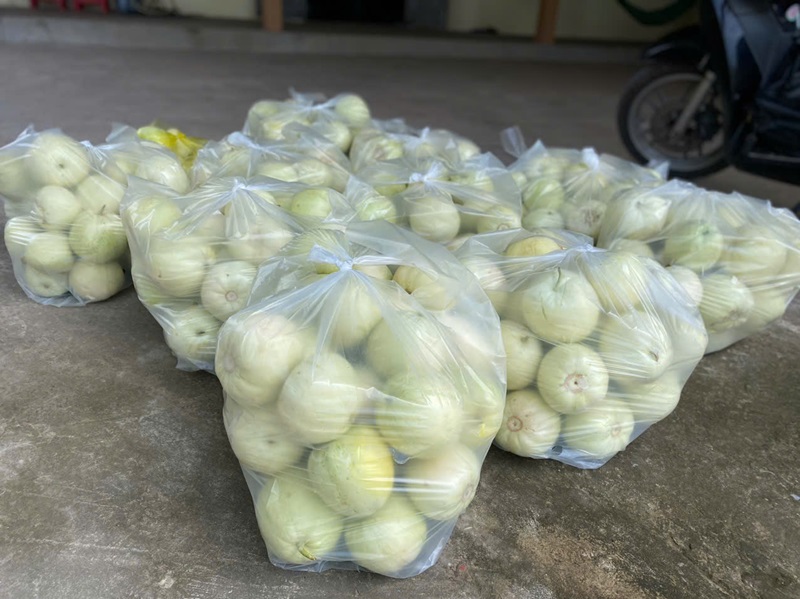 Dưa ở Ninh Bình được mùa, được giá Dưa ở Ninh Bình được mùa, được giá