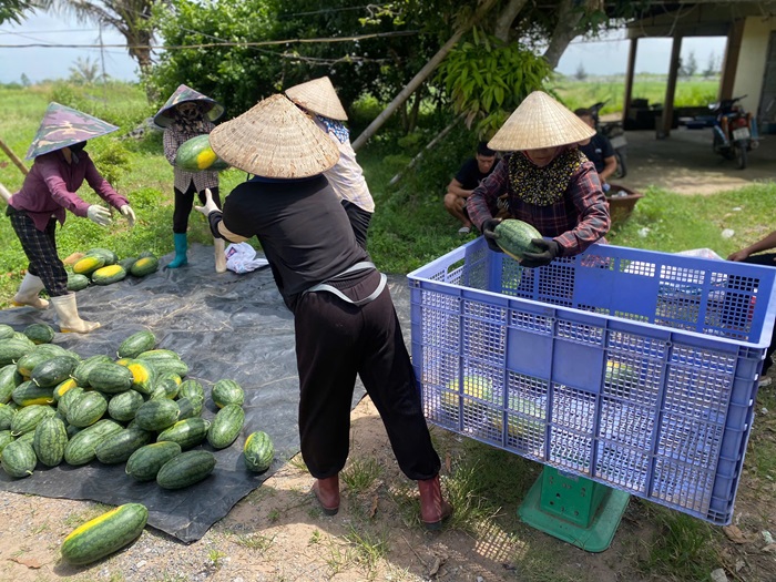 Dưa ở Ninh Bình được mùa, được giá Dưa ở Ninh Bình được mùa, được giá