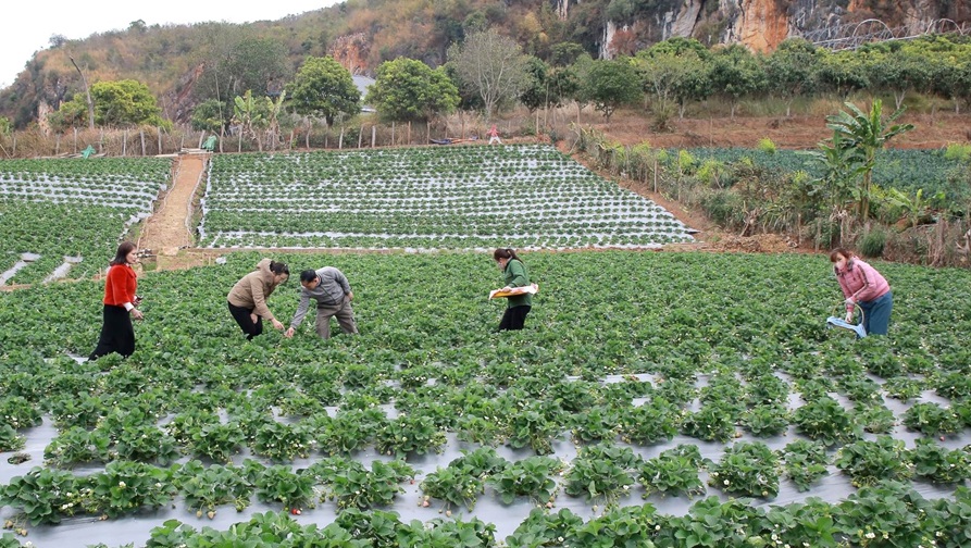 Sơn La phát triển các vùng sản xuất nông nghiệp công nghệ cao