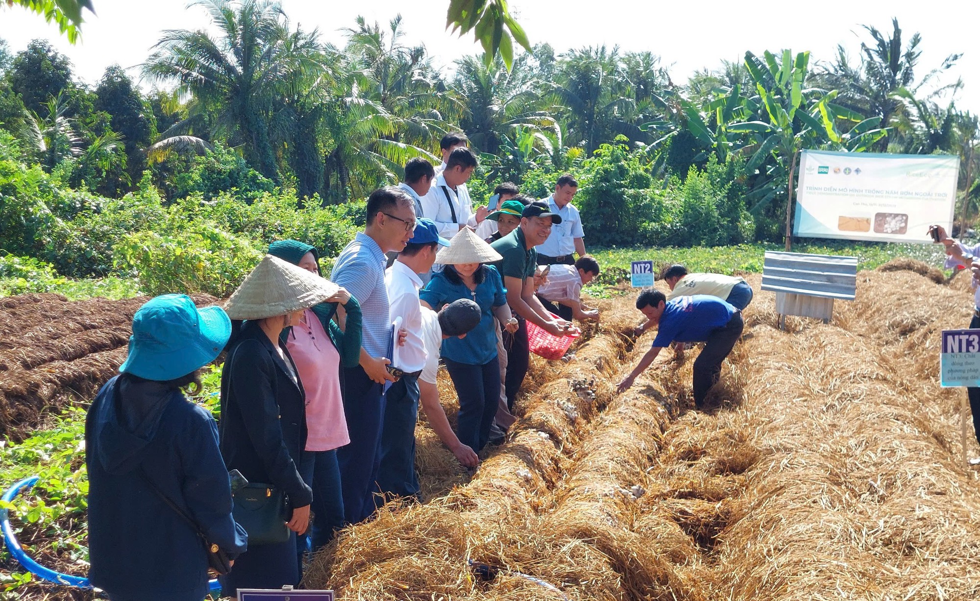 Biến rơm rạ thành "vàng xanh": Công nghệ đột phá từ đồng ruộng Biến rơm rạ thành "vàng xanh": Công nghệ đột phá từ đồng ruộng
