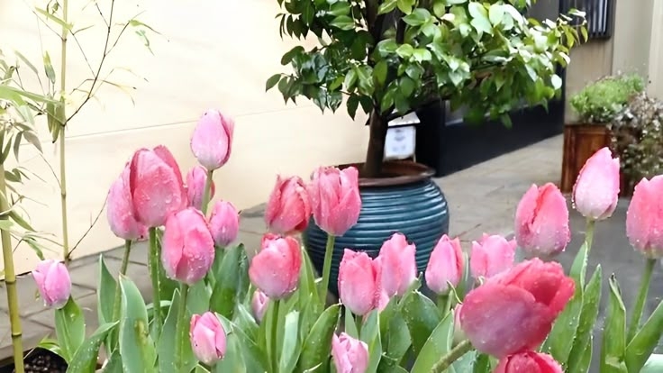 Tử vi vòng quay công nghệ ngày 1/6/2025: Tuổi Dần hay gặp trục trặc, tuổi Mão may mắn