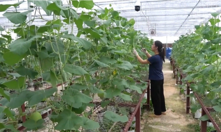 Cao Bằng chủ động thích ứng biến đổi khí hậu trong sản xuất nông nghiệp