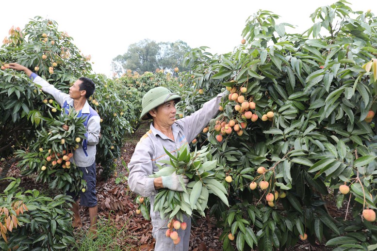 Bắc Ninh duy trì trên 240 mã số vùng trồng vải thiều xuất khẩu