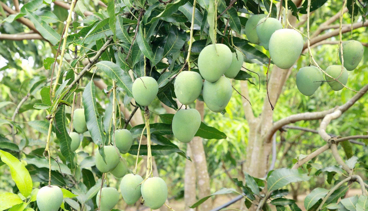 Sơn La siết tiêu chuẩn xoài phục vụ thị trường xuất khẩu