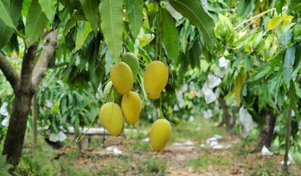 Sơn La siết tiêu chuẩn xoài phục vụ thị trường xuất khẩu