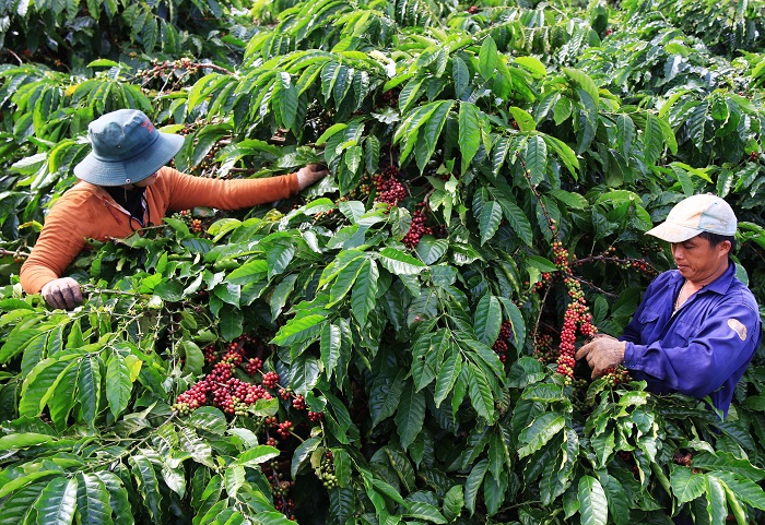 Mở rộng sản xuất nông nghiệp phát thải thấp