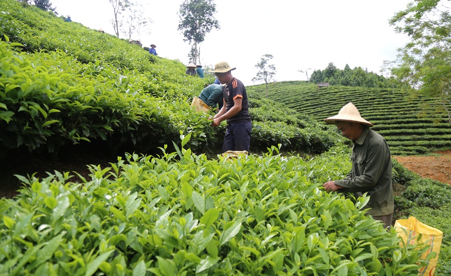 Chương trình OCOP tạo động lực thúc đẩy phát triển kinh tế nông thôn
