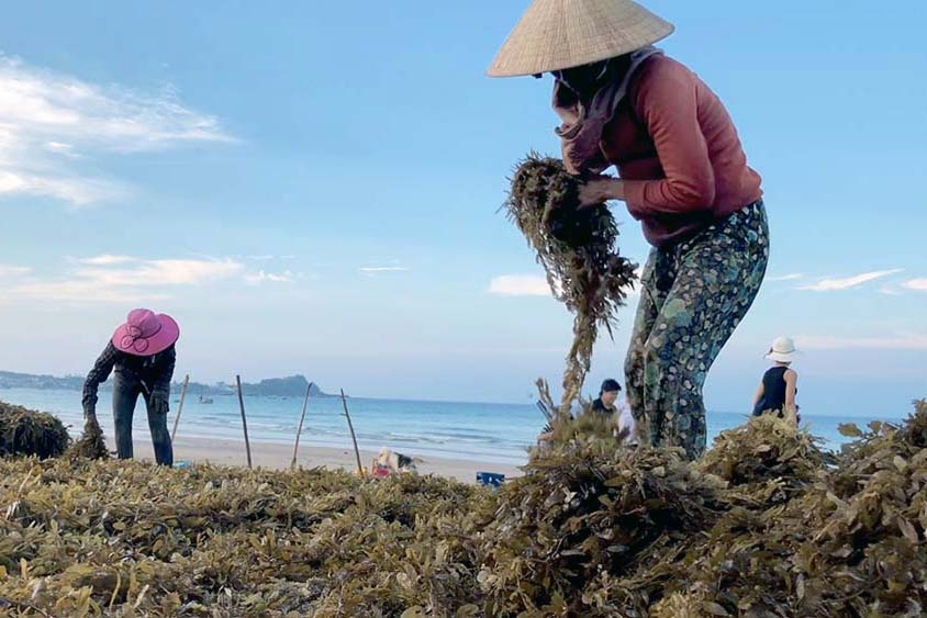 Quảng Ngãi ngăn chặn nạn khai thác rong mơ trái vụ, bảo vệ hệ sinh thái biển