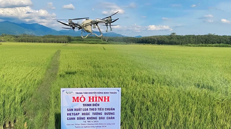 Bình Thuận nhân rộng mô hình sản xuất “Cánh đồng không dấu chân” Bình Thuận nhân rộng mô hình sản xuất “Cánh đồng không dấu chân”