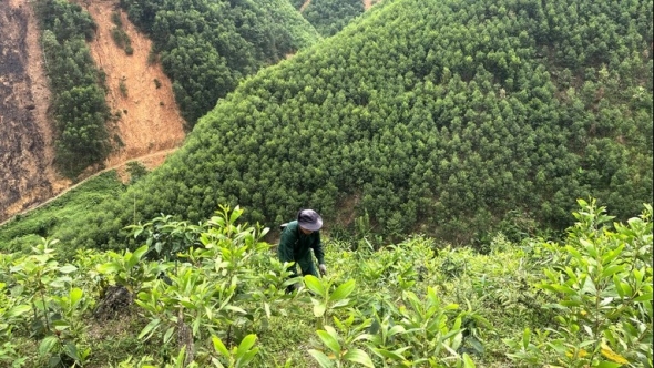 Bắc Kạn đặt mục tiêu trồng mới 3.500ha rừng trong năm 2025