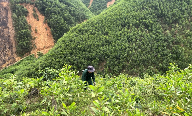 Bắc Kạn đặt mục tiêu trồng mới 3.500ha rừng trong năm 2025 Bắc Kạn đặt mục tiêu trồng mới 3.500ha rừng trong năm 2025