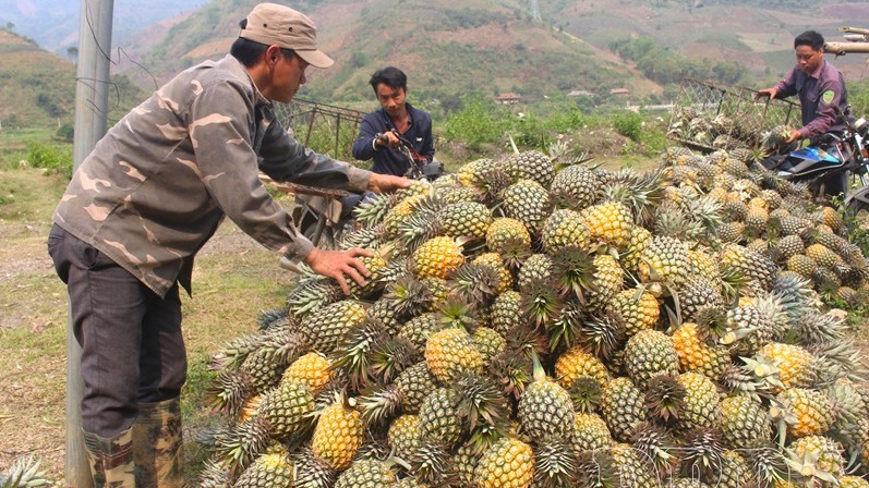Điện Biên chuyển đổi cơ cấu cây trồng nâng cao hiệu quả kinh tế