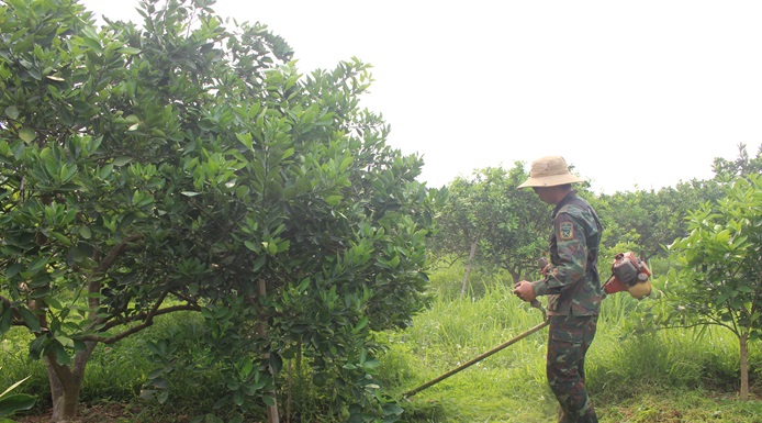 Điện Biên chuyển đổi cơ cấu cây trồng nâng cao hiệu quả kinh tế Điện Biên chuyển đổi cơ cấu cây trồng nâng cao hiệu quả kinh tế