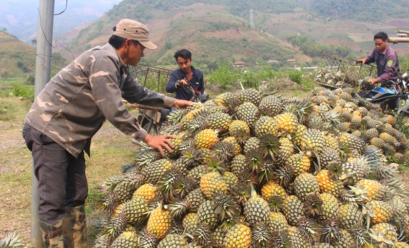 Điện Biên chuyển đổi cơ cấu cây trồng nâng cao hiệu quả kinh tế Điện Biên chuyển đổi cơ cấu cây trồng nâng cao hiệu quả kinh tế