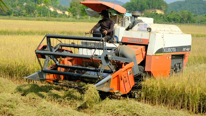 Lâm Đồng phát triển vùng trồng lúa năng suất, chất lượng cao Lâm Đồng phát triển vùng trồng lúa năng suất, chất lượng cao
