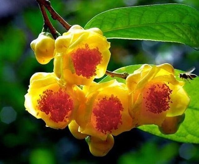 Bình Phước: Nghiên cứu bảo tồn, phát triển nguồn gen các loài trà my Bình Phước: Nghiên cứu bảo tồn, phát triển nguồn gen các loài trà my