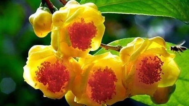 Bình Phước: Nghiên cứu bảo tồn, phát triển nguồn gen các loài trà my