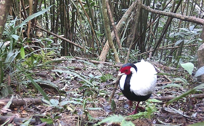 Gia Lai ghi nhận 460 loài động, thực vật nguy cấp, quý hiếm Gia Lai ghi nhận 460 loài động, thực vật nguy cấp, quý hiếm
