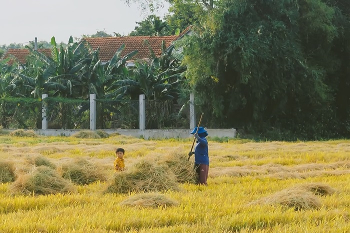Vẫn còn tình trạng nông dân đốt rơm rạ ngoài đồng sau thu hoạch Vẫn còn tình trạng nông dân đốt rơm rạ ngoài đồng sau thu hoạch