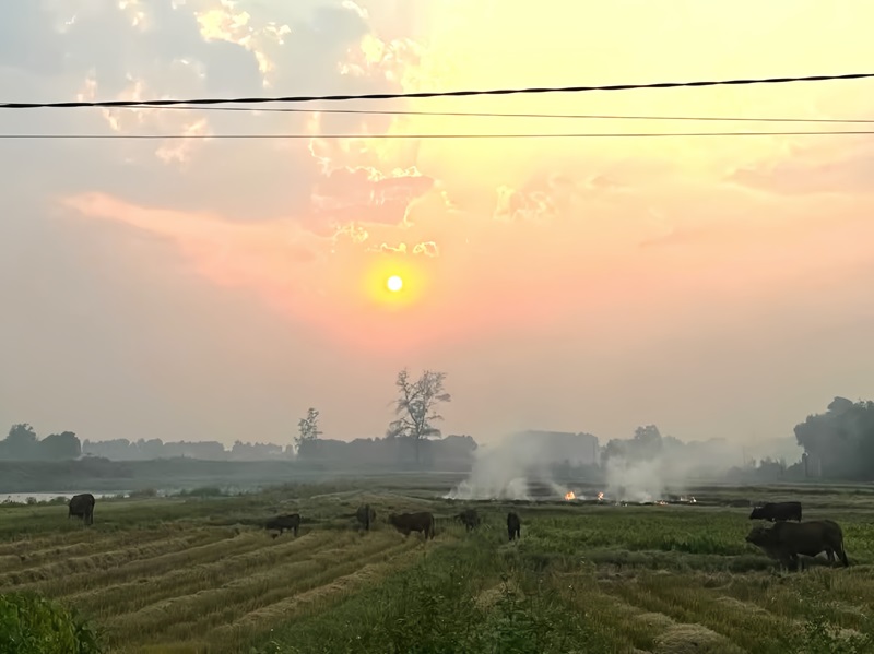 Vẫn còn tình trạng nông dân đốt rơm rạ ngoài đồng sau thu hoạch Vẫn còn tình trạng nông dân đốt rơm rạ ngoài đồng sau thu hoạch