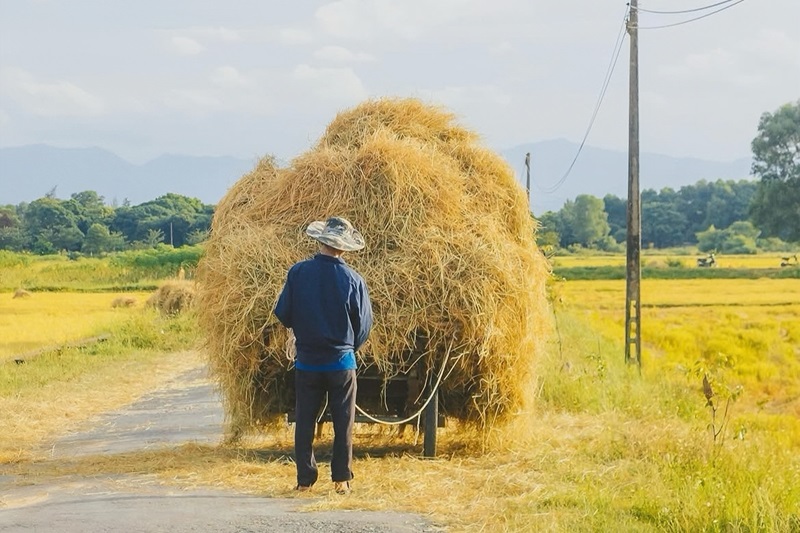 Vẫn còn tình trạng nông dân đốt rơm rạ ngoài đồng sau thu hoạch Vẫn còn tình trạng nông dân đốt rơm rạ ngoài đồng sau thu hoạch