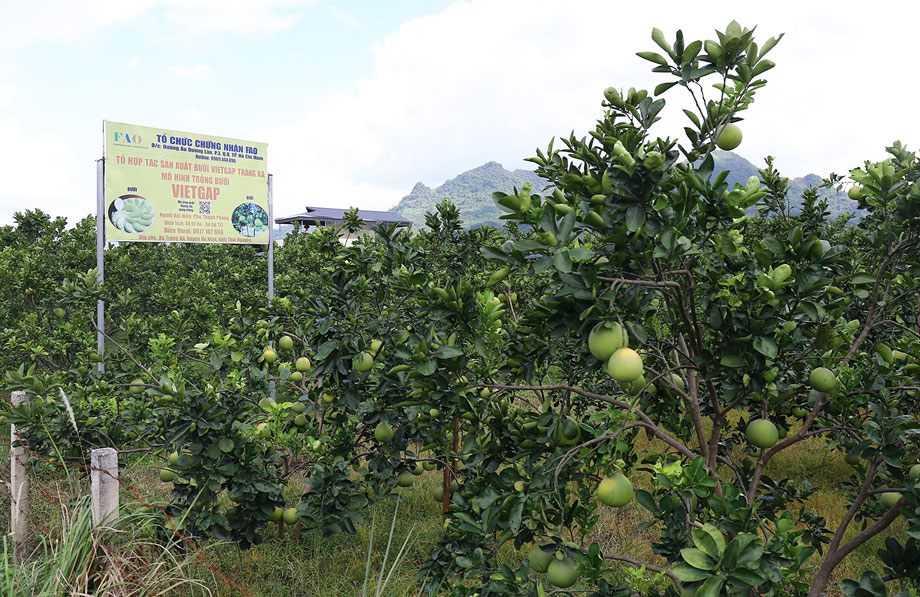 Thái Nguyên nâng cao chất lượng vùng chuyên canh cây ăn quả Thái Nguyên nâng cao chất lượng vùng chuyên canh cây ăn quả