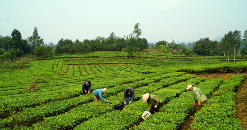 Mường Khương thu hút đầu tư sản xuất, chế biến chè