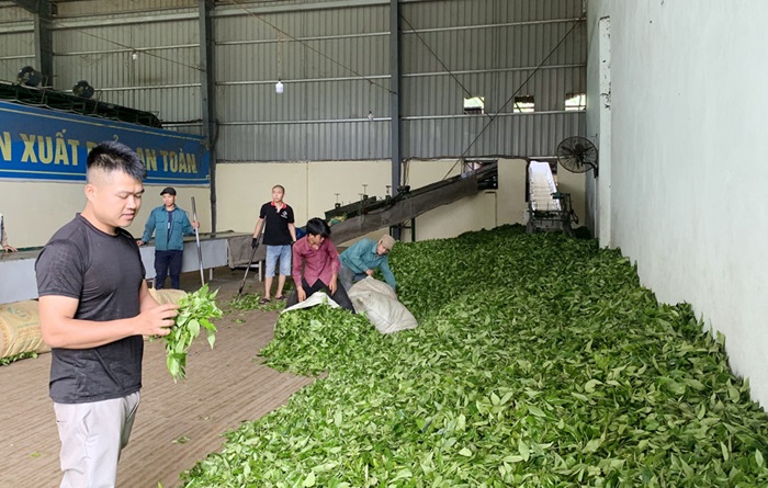 Mường Khương thu hút đầu tư sản xuất, chế biến chè