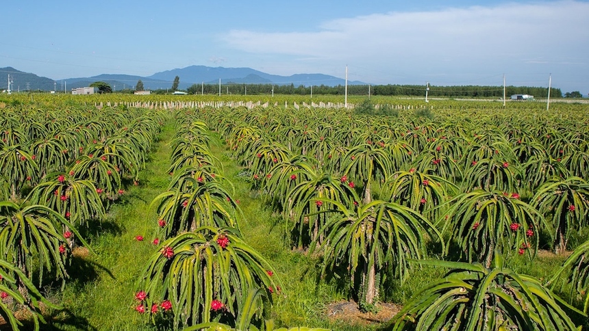 Bình Thuận phát triển sản phẩm OCOP gắn với lợi thế của từng địa phương
