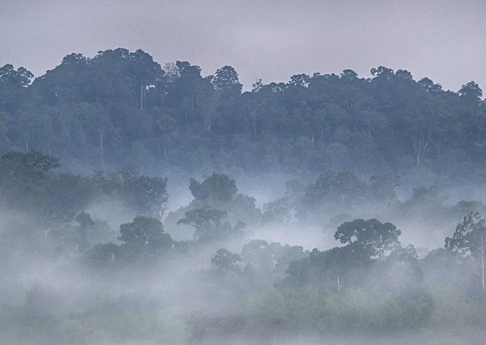 Xây dựng Nghị định quy định về dịch vụ hấp thụ và lưu giữ carbon Xây dựng Nghị định quy định về dịch vụ hấp thụ và lưu giữ carbon