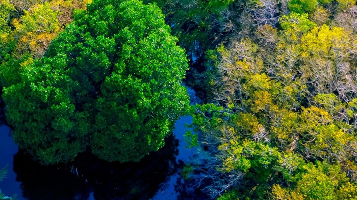 Xây dựng Nghị định quy định về dịch vụ hấp thụ và lưu giữ carbon