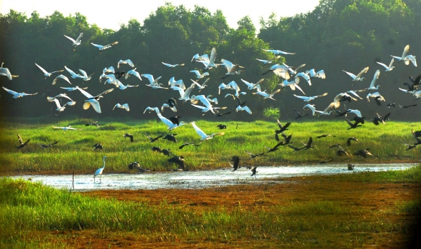 Bảo tồn hệ sinh thái đất ngập nước - động lực phát triển du lịch tại Tràm Chim