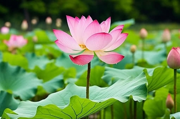 Tử vi vòng quay công nghệ ngày 5/6/2026: Tuổi Tỵ công danh rộng mở, tuổi Tuất cẩn trọng thị phi