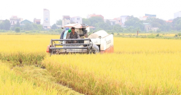 Những cánh đồng mẫu lớn "thay da đổi thịt" nhờ cơ giới hoá