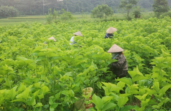 Phát triển nông nghiệp theo hướng tăng trưởng xanh
